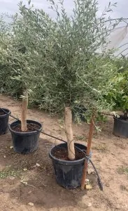 Maslin 150-170cm inaltime