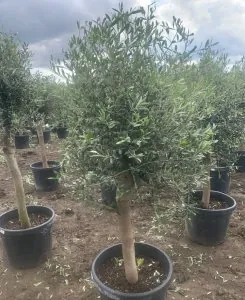 Maslin 150-170cm inaltime