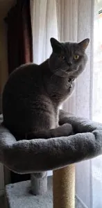 British shorthair blue si lila