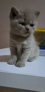 British shorthair blue si lila