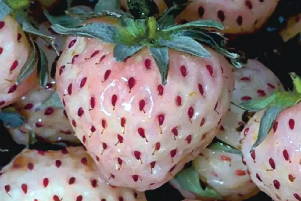 Stoloni Capsuni Soiul Pineberry Si Alte Soiuri
