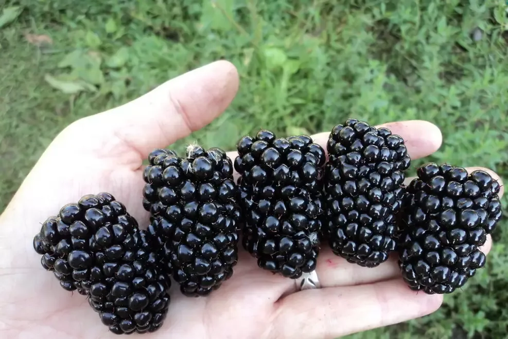 Butasi Mur Soiul Navaho Si Alte Soiuri