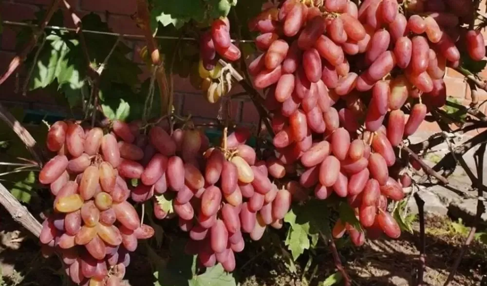 Butasi Vie Soiul Preobrajenie Si Alte Soiuri