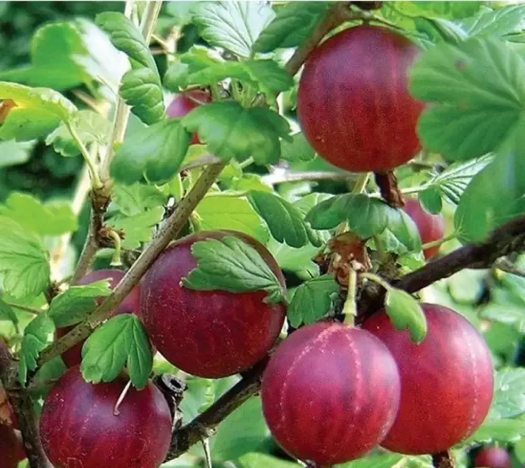 Butasi Agrisi Soiul Hinnonmaki Rosu Si Alte Soiuri