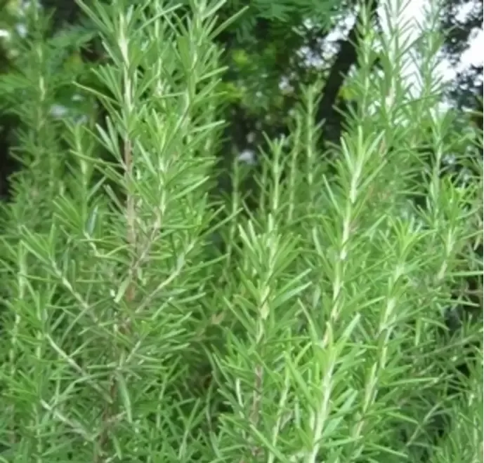 Rozmarin Lavanda Roinita Menta Isop