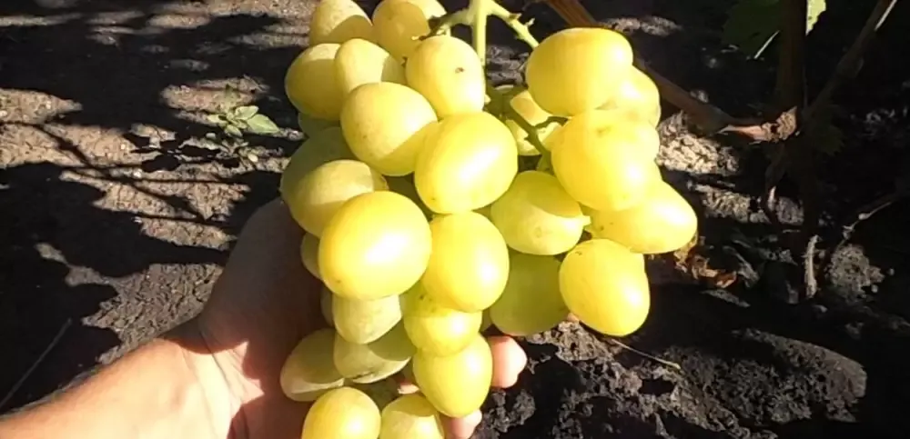 Butasi Vie Soiul Senator Alb Si Alte Soiuri