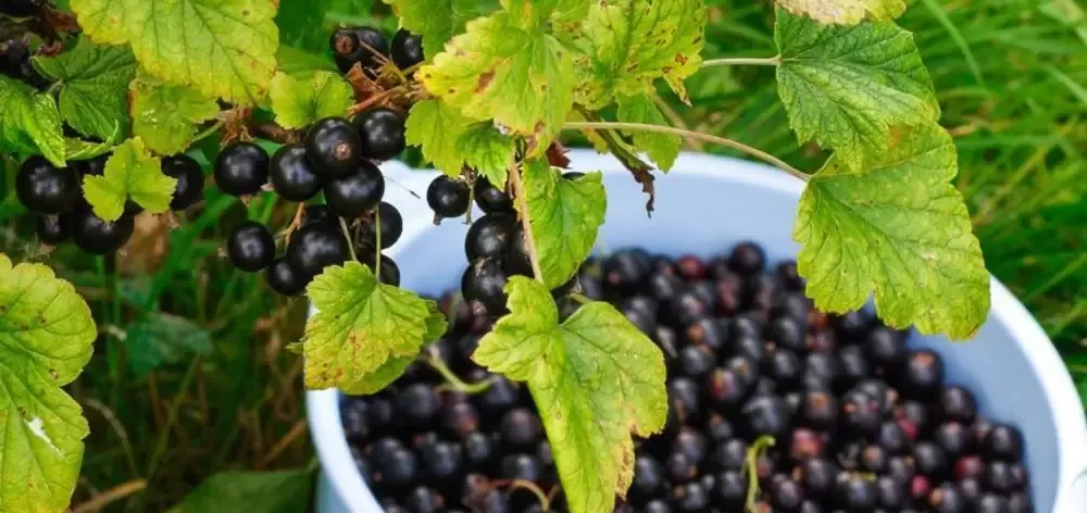 Butasi Coacaz Soiul Ruben Si Alte Soiuri