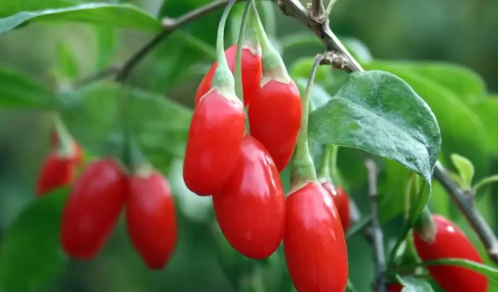 Butasi Goji Soiul Ningxia Si Alte Soiuri