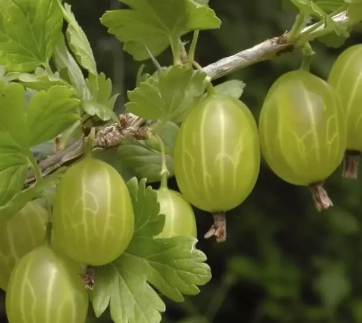 Butasi Agrisi Soiul Hinnonmaki Galben