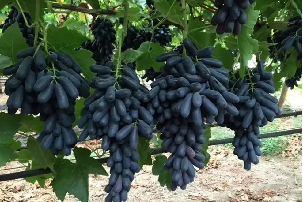 Butasi Vie Soiul Avatar Si Alte Soiuri