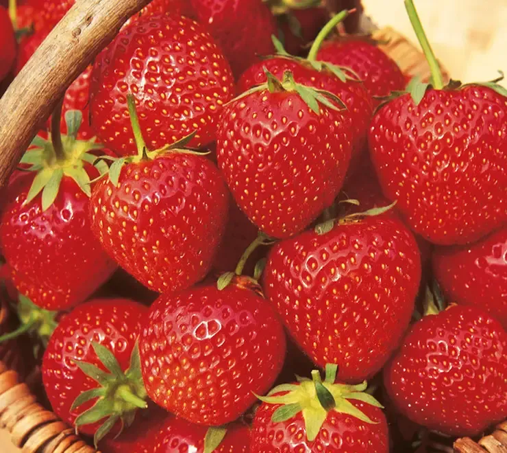 Stoloni Capsuni Soiul San Andreas Cu Rod Continu