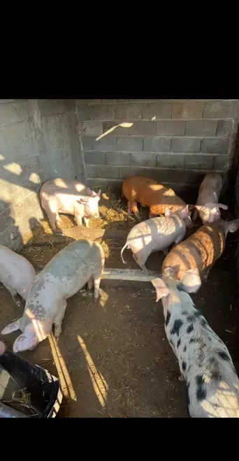 Vand porci si grasuni