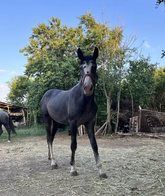 Vand 2 iepe surori tinere si frumoase