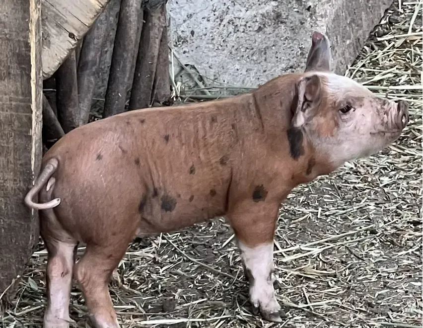 Vand animal de companie pentru copii