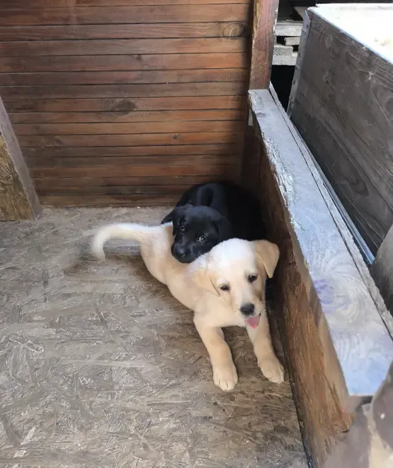 Vand puiut de Labrador