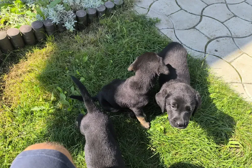 Vand puiut de Labrador