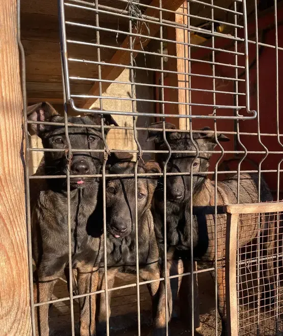 Ciobanesti belgieni culoare carbon