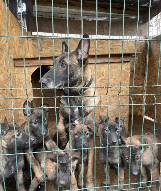 Ciobanesti belgieni culoare carbon