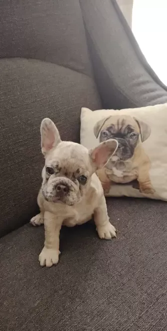 Fetite bulldog francez