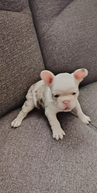 Fetite bulldog francez