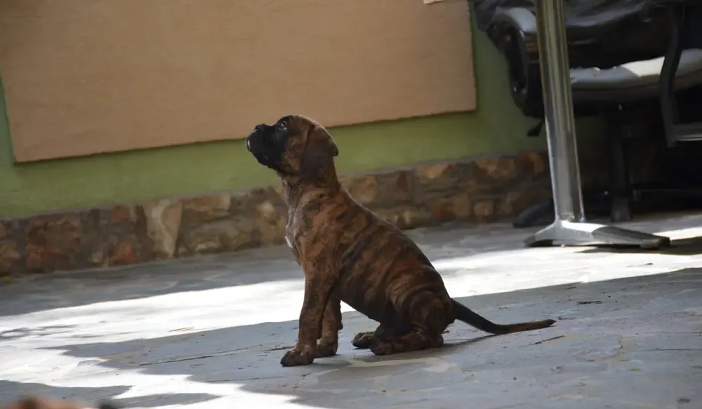 Boxer German