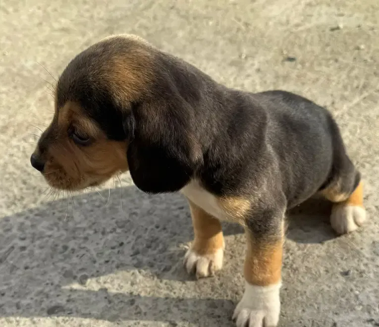 Pui beagle deparazitat