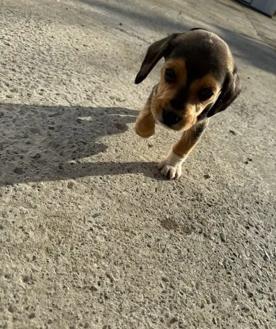 Pui beagle deparazitat