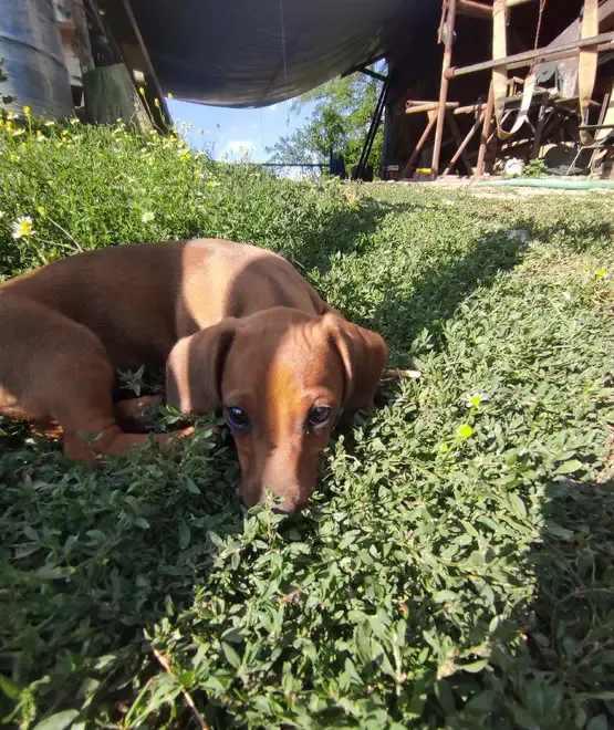 Vand catei Teckel rasa pura