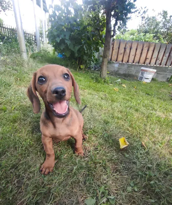 Vand catei Teckel rasa pura