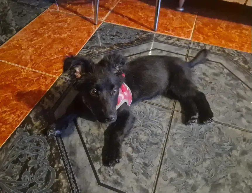 Catelusa pentru adoptie