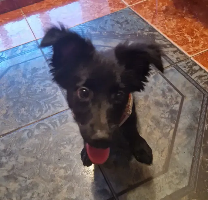 Catelusa pentru adoptie