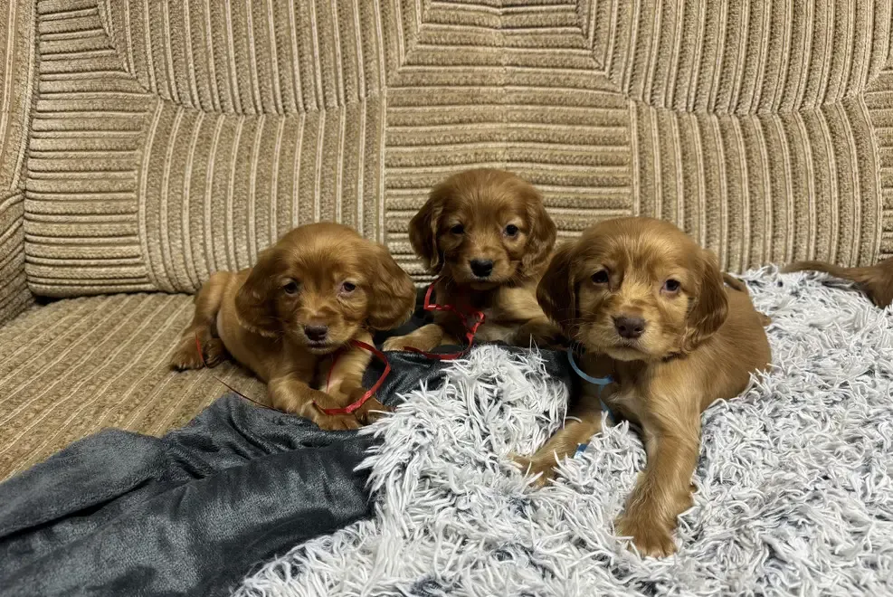 Catei cocker spaniel