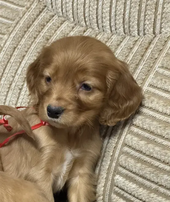 Catei cocker spaniel