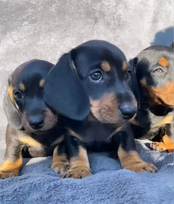 Vand pui Teckel Tekel