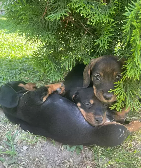 Vand pui Teckel Tekel