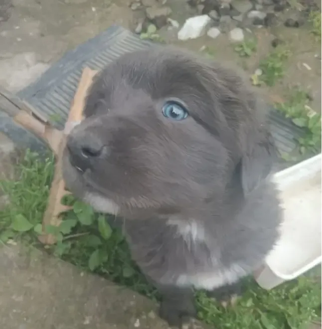 Vand catei ciobanesc corb