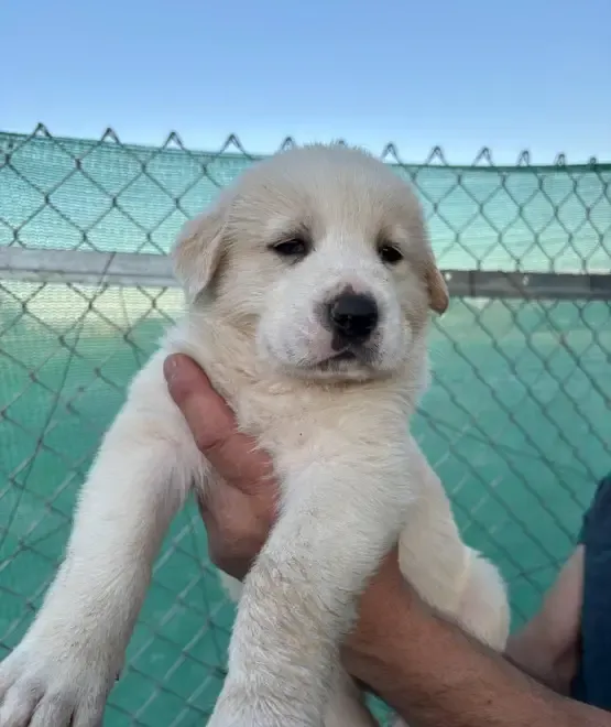 Ciobanesc de Asia Centrala