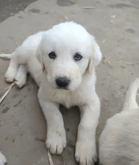 Ciobanesc de Asia Centrala