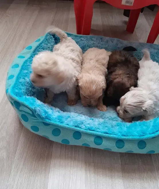 Vand catei dragalasi