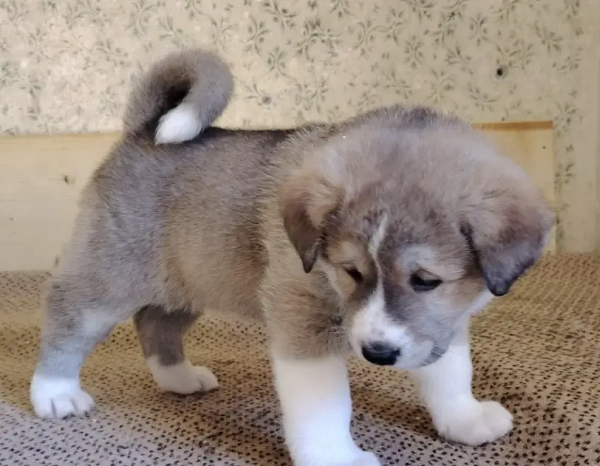 Vand akita american cu japonez