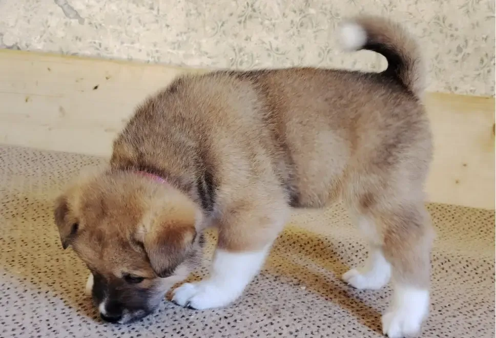 Vand akita american cu japonez