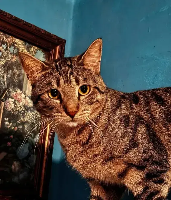 Dau in ADOPTIE 3 motani si 3 pisici