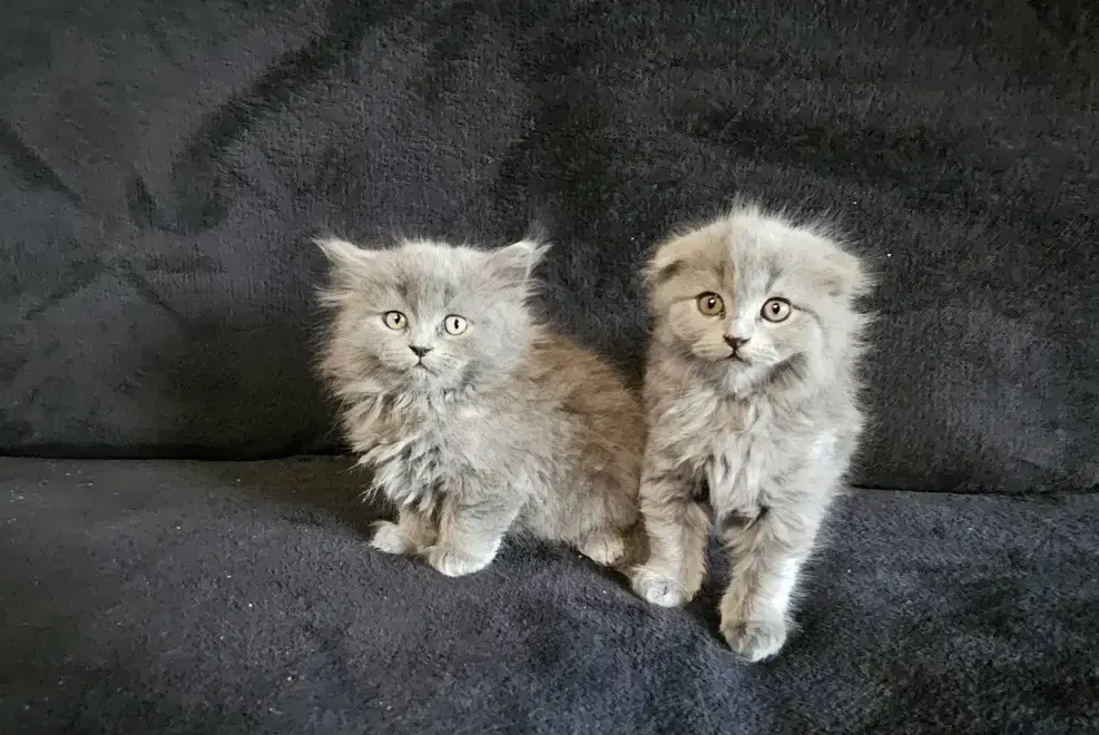 Pisoiasi silver tabby lila si blue