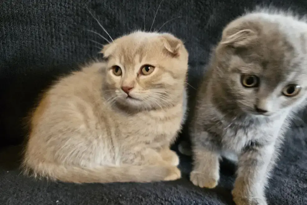 Pisoiasi silver tabby lila si blue