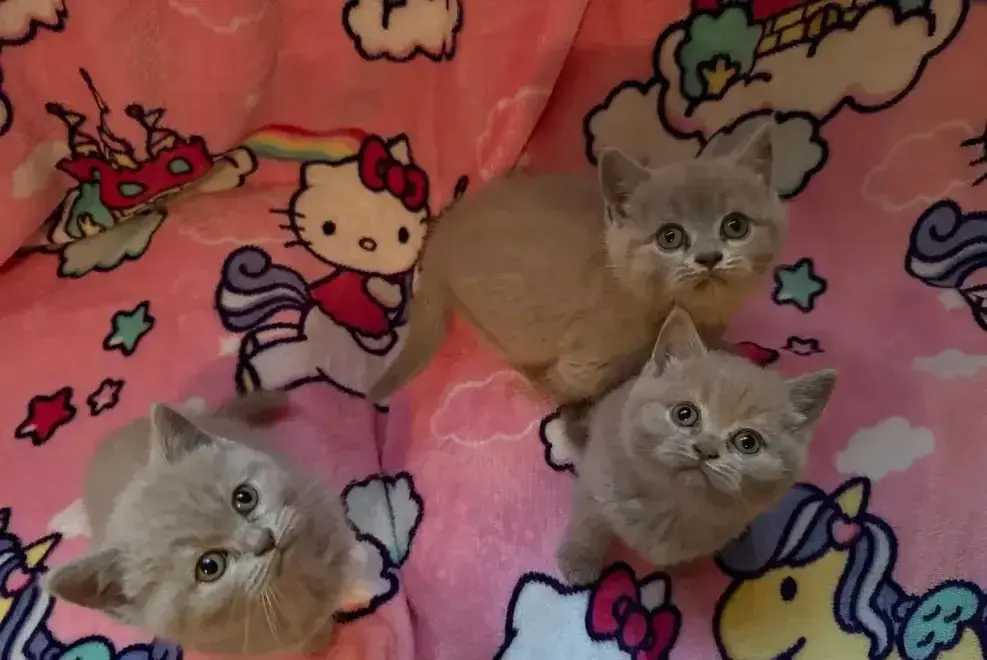 Pisicute British Shorthair