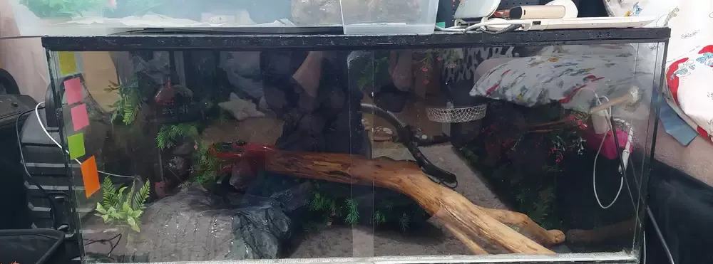 Terariu animale exotice