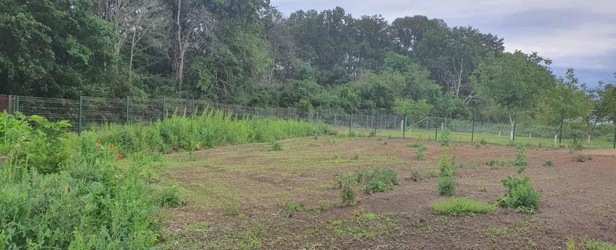 Snagov Tancabesti Teren de vanzare langa padure