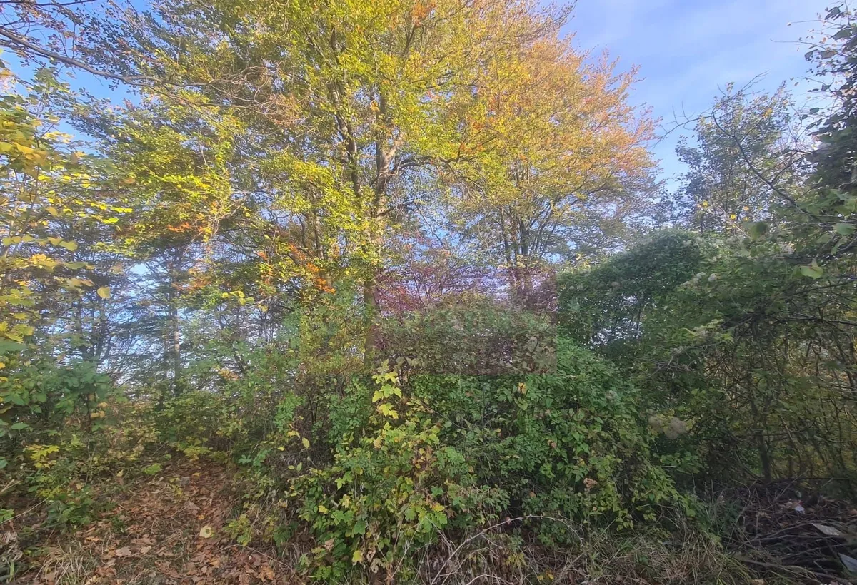 Teren intravilan de vanzare in Telega