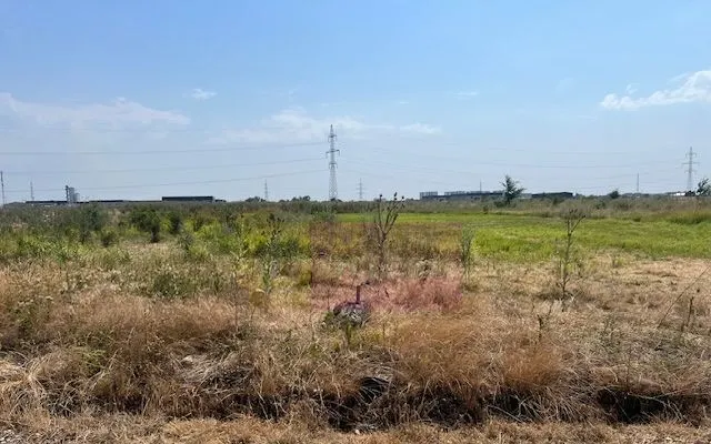 Teren Domnesti Fortului