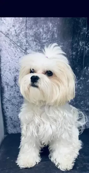 Bichon maltesse albi 2 luni